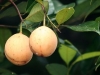 Grenada_Fritz 240