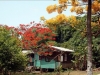 Grenada_Fritz 245