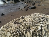 IMAG2615_BURST004