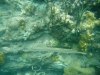 DSCI0136