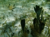 DSCI0464
