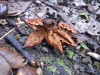 DSCN5870