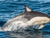 Common Dolphin (4)
