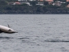 Common Dolphin (5)