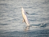 Common Dolphins (3)