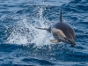 Common Dolphins (5)