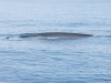 Fin Whale (1)