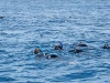 Swimming with Dolphins (1)