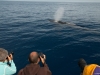 Fin Whale (3)