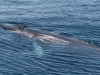 Fin Whale (4)