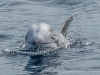 Risso's Dolphin (3)