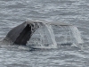 Sperm whale (2)