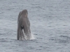 Sperm whale (7)