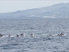 Striped Dolphins (2)
