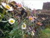 IMAG0386